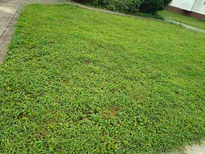 Lawn Care service in Ruther Glen, 22546