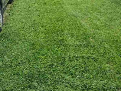 Lawn Care service in Winchester, 22601