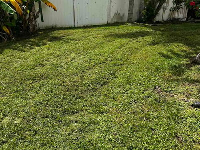 Lawn Care service in Oldsmar, 34677