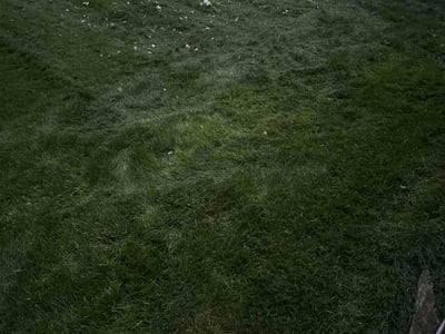 Lawn Care service in Roseville, 55113