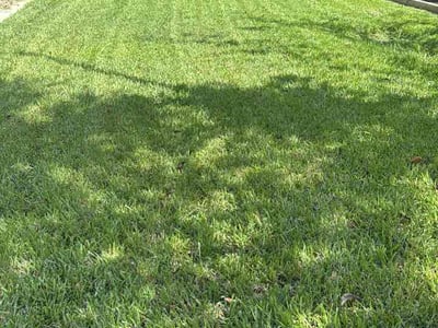 Lawn Care service in Brazoria, 77422