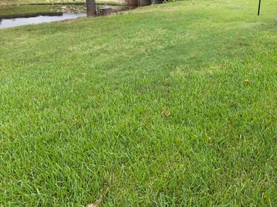Lawn Care service in Mission, 78572