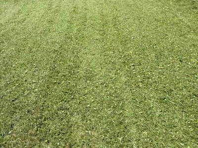 Lawn Care service in Milford, 01757