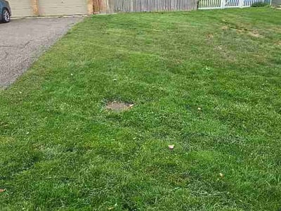 Lawn Care service in Livonia, 48150