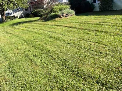 Lawn Care service in Wallingford, 06492