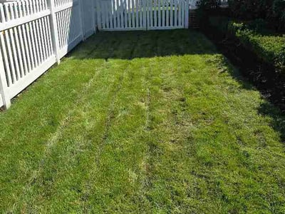 Lawn Care service in Wyandotte, 48192