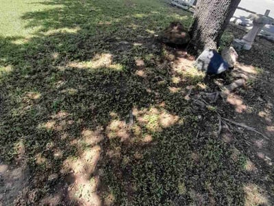 Lawn Care service in West Covina, 91790