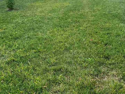 Lawn Care service in Belton, 64012