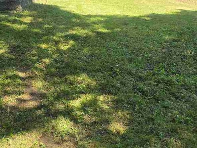 Lawn Care service in Holden, 01520