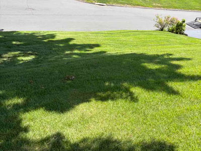 Lawn Care service in Glastonbury, 06033