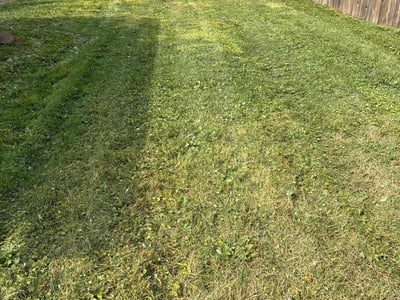 Lawn Care service in Ferndale, 48220