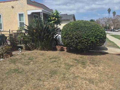 Leaf Removal service in Roseville, 95678