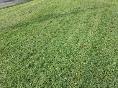 Lawn Care service in Bristol, 37620