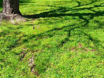 Lawn Care service in Elgin, 78621