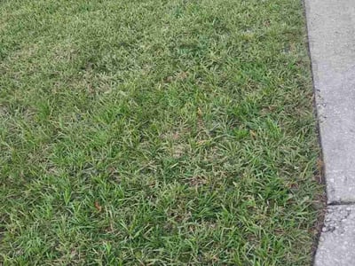 Lawn Care service in Lakeside, 92040