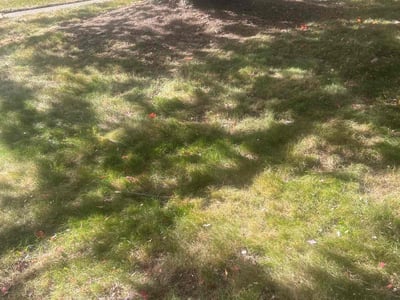 Lawn Care service in Southgate, 48195
