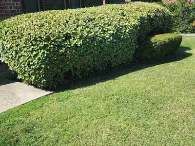 Lawn Care service in Princeton, 75407