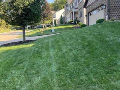 Lawn Care service in Burlington, 41005