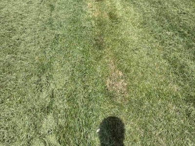 Lawn Care service in College Park, 20742