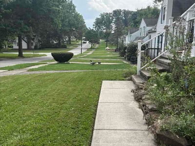 Lawn Care service in Maple Heights, 44137