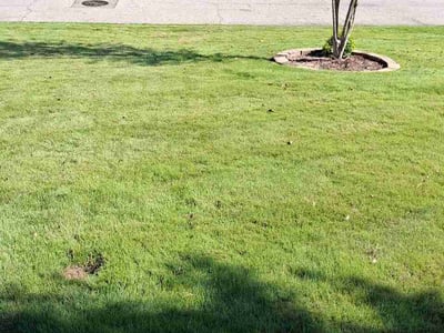 Lawn Care service in Augusta, 30904