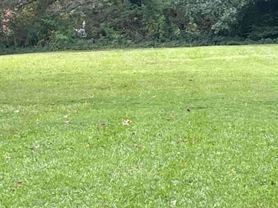 Lawn Care service in Corbin, 40701