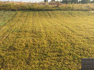 Lawn Care service in Murrells Inlet, 29576