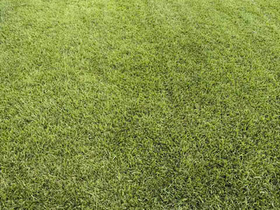 Lawn Care service in Shallotte, 28470