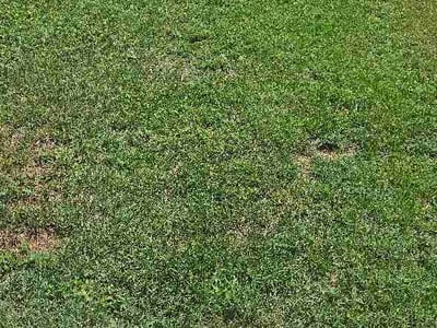 Lawn Care service in ,