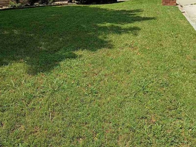 Lawn Care service in San Jacinto, 92583