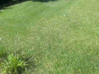 Lawn Care service in New Bern, 28560
