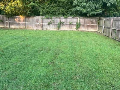 Lawn Care service in London, 40741