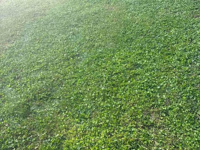 Lawn Care service in Belle Vernon, 15012