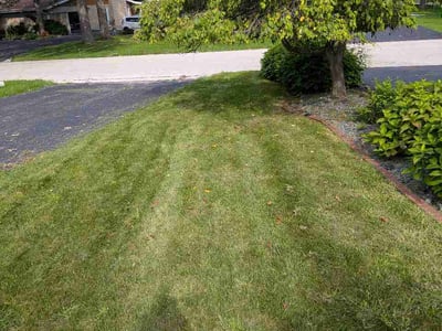Lawn Care service in Elmhurst, 60126