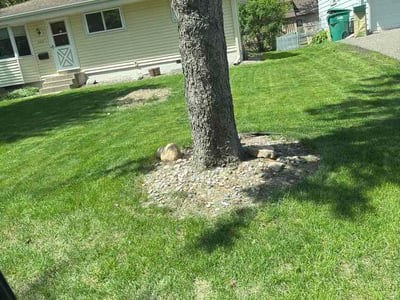 Lawn Care service in Monticello, 55362