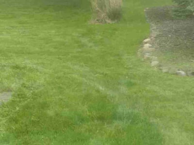 Lawn Care service in Grand Island, 14072