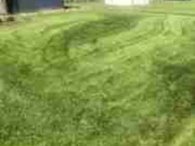 Lawn Care service in Peoria, 85345