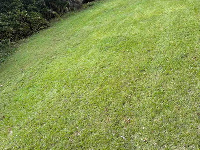 Lawn Care service in San Pedro, 90731