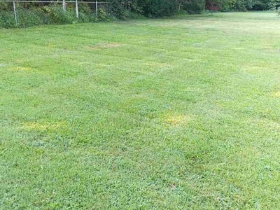 Lawn Care service in Kernersville, 27284