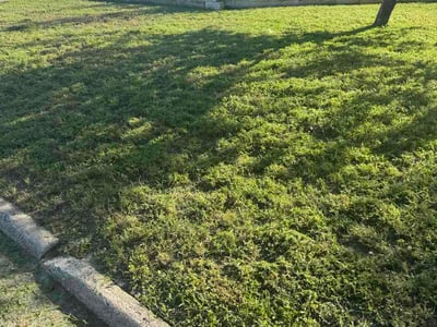 Lawn Care service in Oldsmar, 34677
