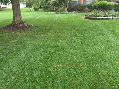Lawn Care service in Powell, 43065