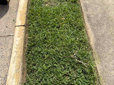 Lawn Care service in Springfield, 22150