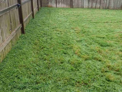 Lawn Care service in Stone Oak, 78258