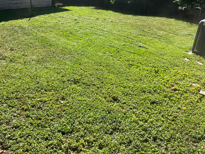 Lawn Care service in Roeland Park, 65401