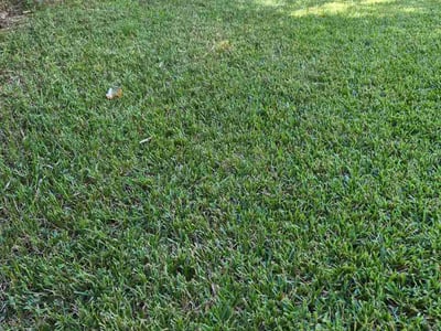 Lawn Care service in Alvin, 77511