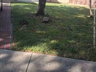 Lawn Care service in Kingwood, 77339