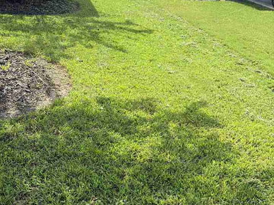 Lawn Care service in Rosenberg, 77471