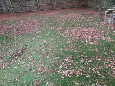 Leaf Removal service in Woodstock, 30188