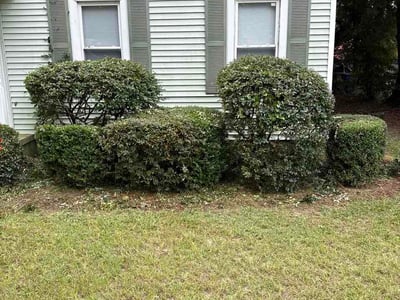 Lawn Care service in Castro Valley, 94546