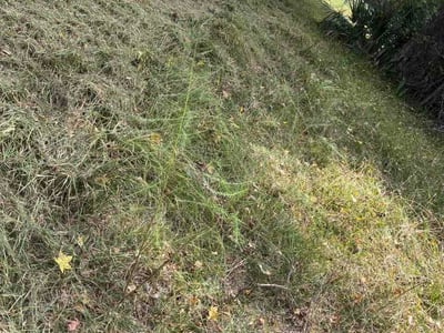 Leaf Removal service in Cypress, 77429